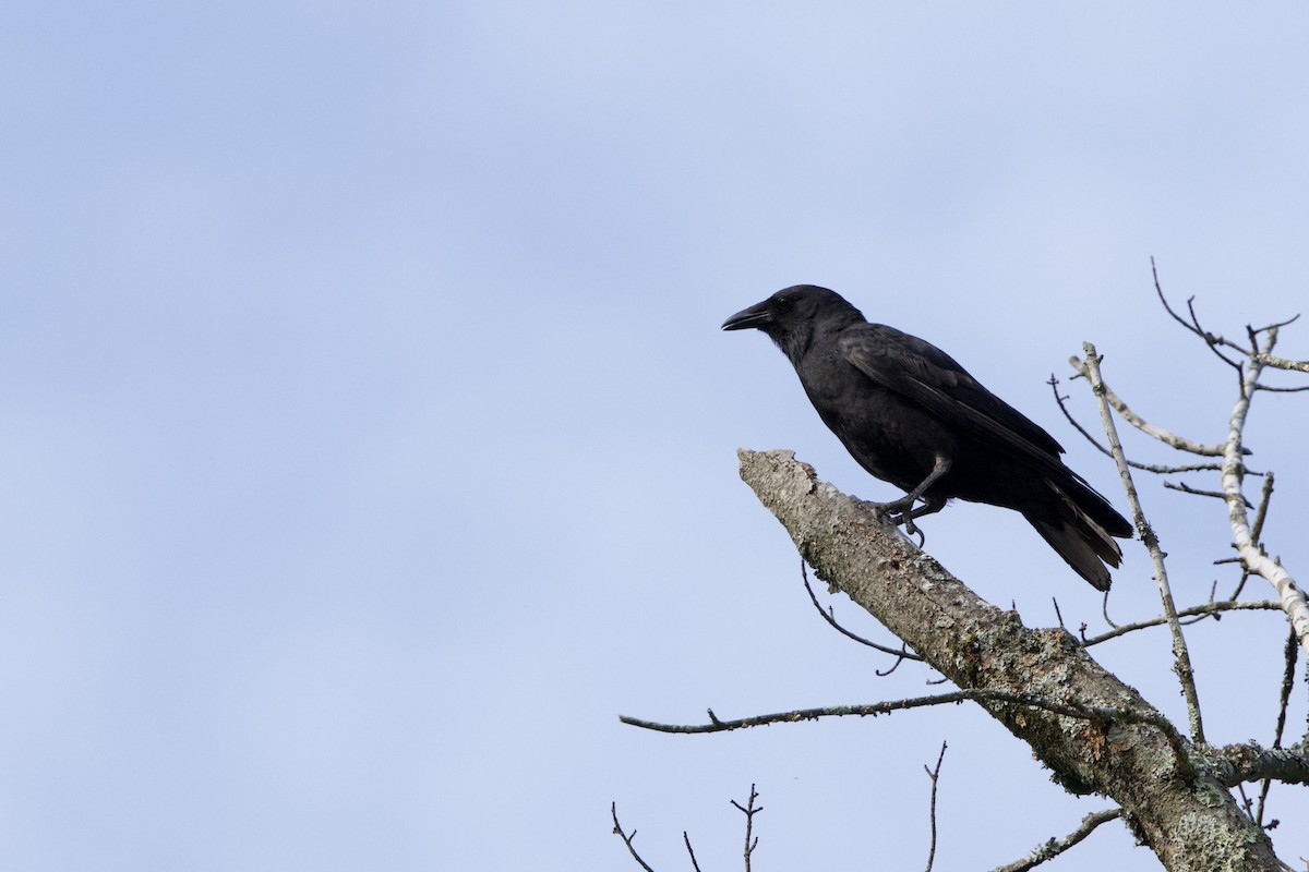 Fish Crow - ML620761407