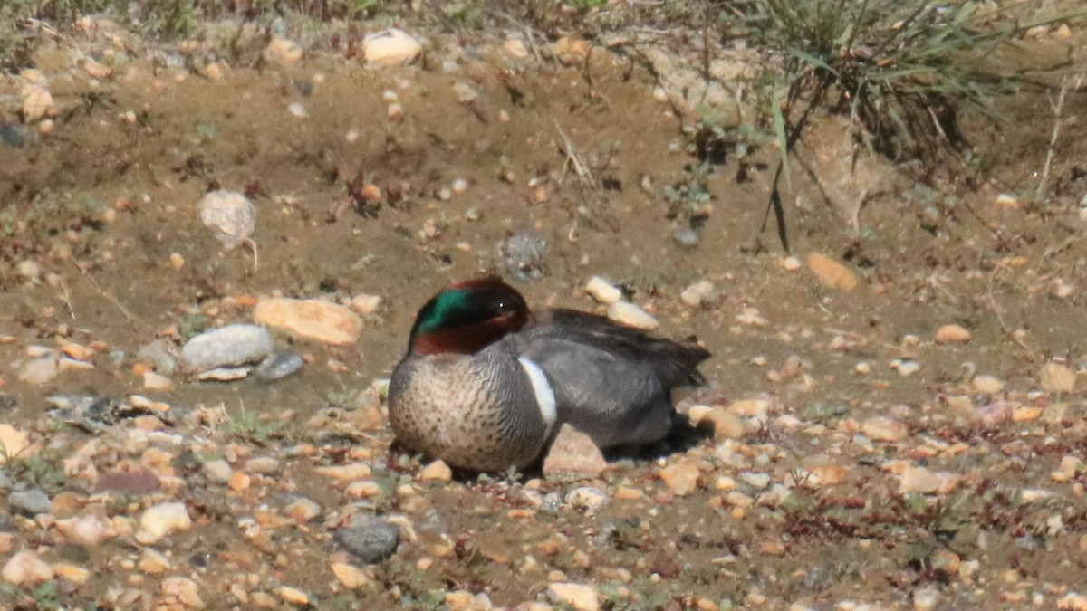 Green-winged Teal - ML620761410