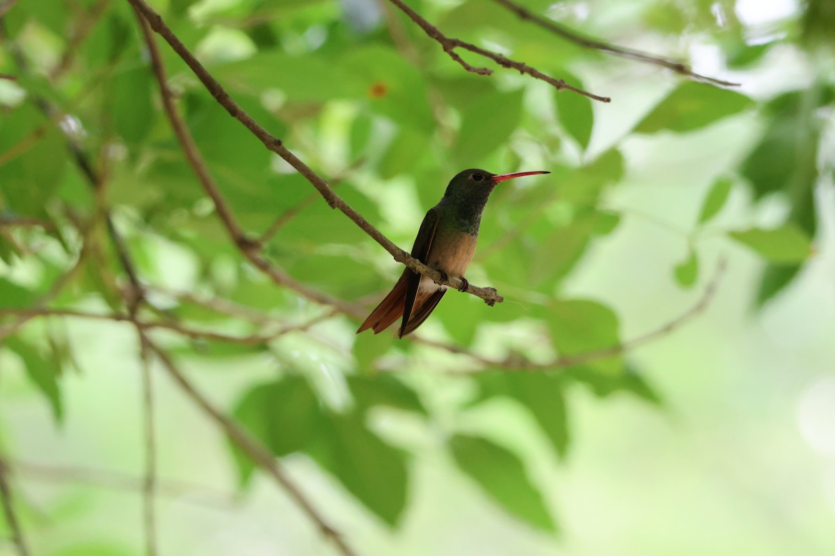Buff-bellied Hummingbird - ML620761411