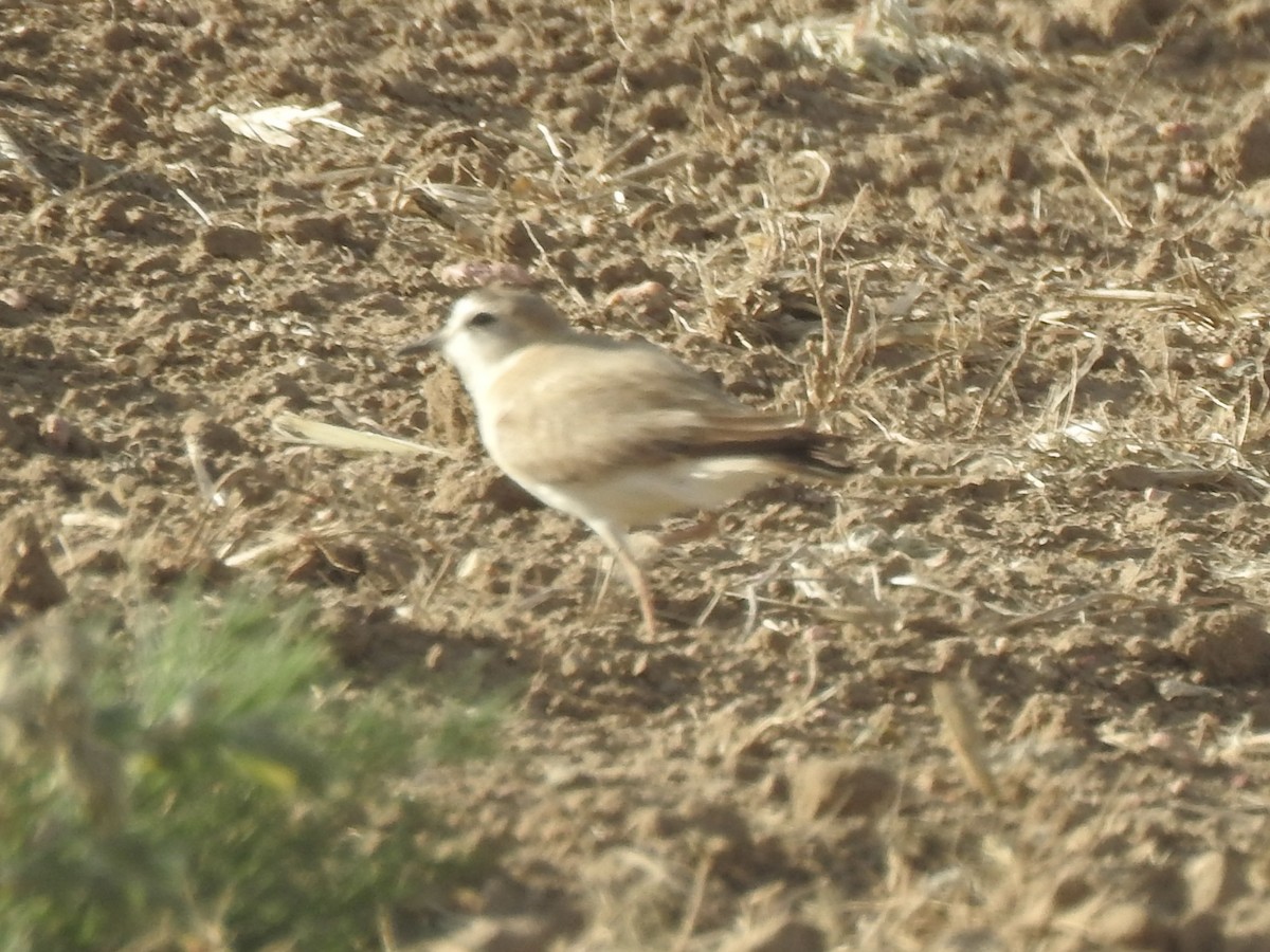 Mountain Plover - Terry Crowe