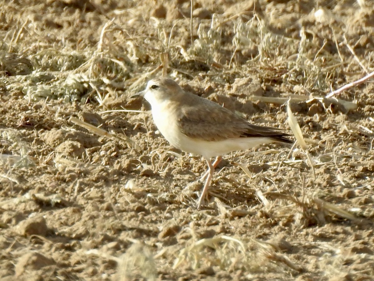 Mountain Plover - ML620761416