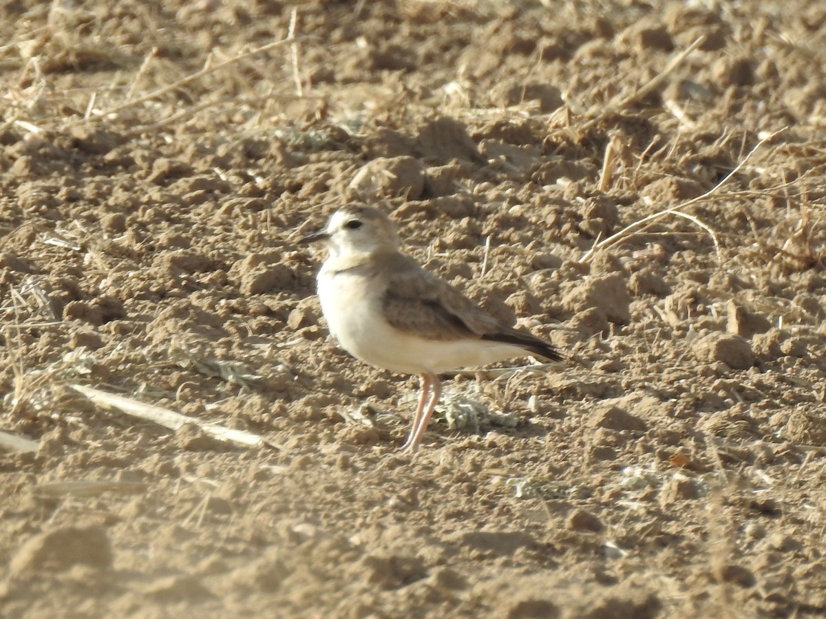 Mountain Plover - ML620761417