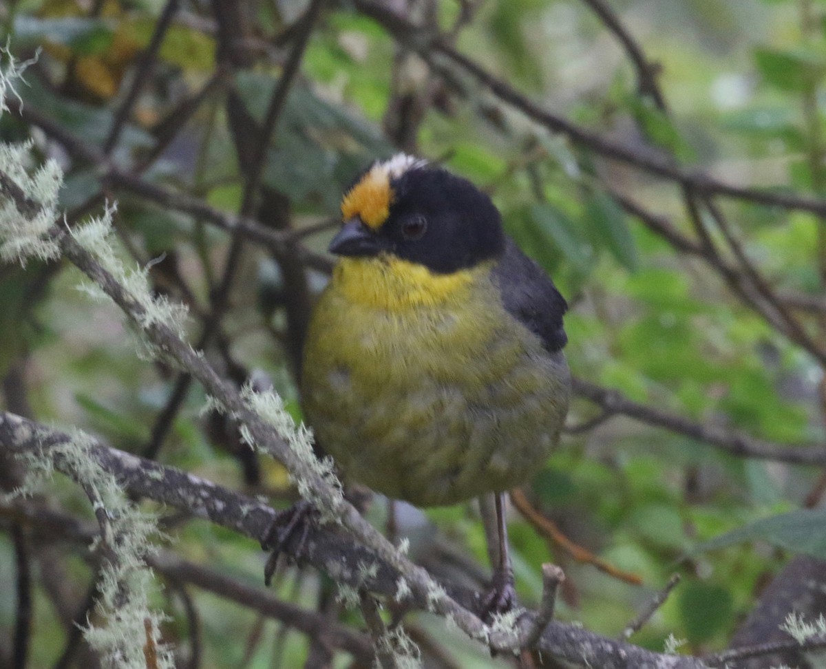 Pale-naped Brushfinch - ML620761419