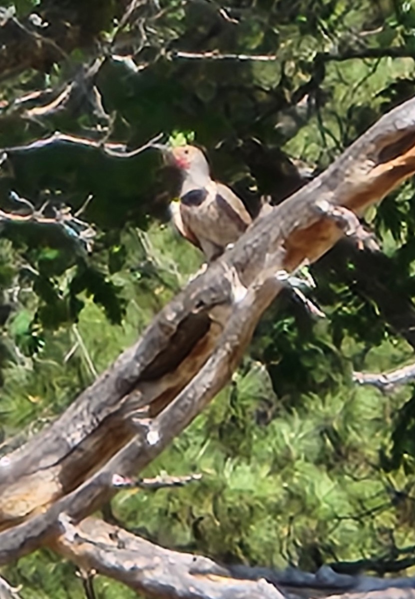 Northern Flicker - ML620761420