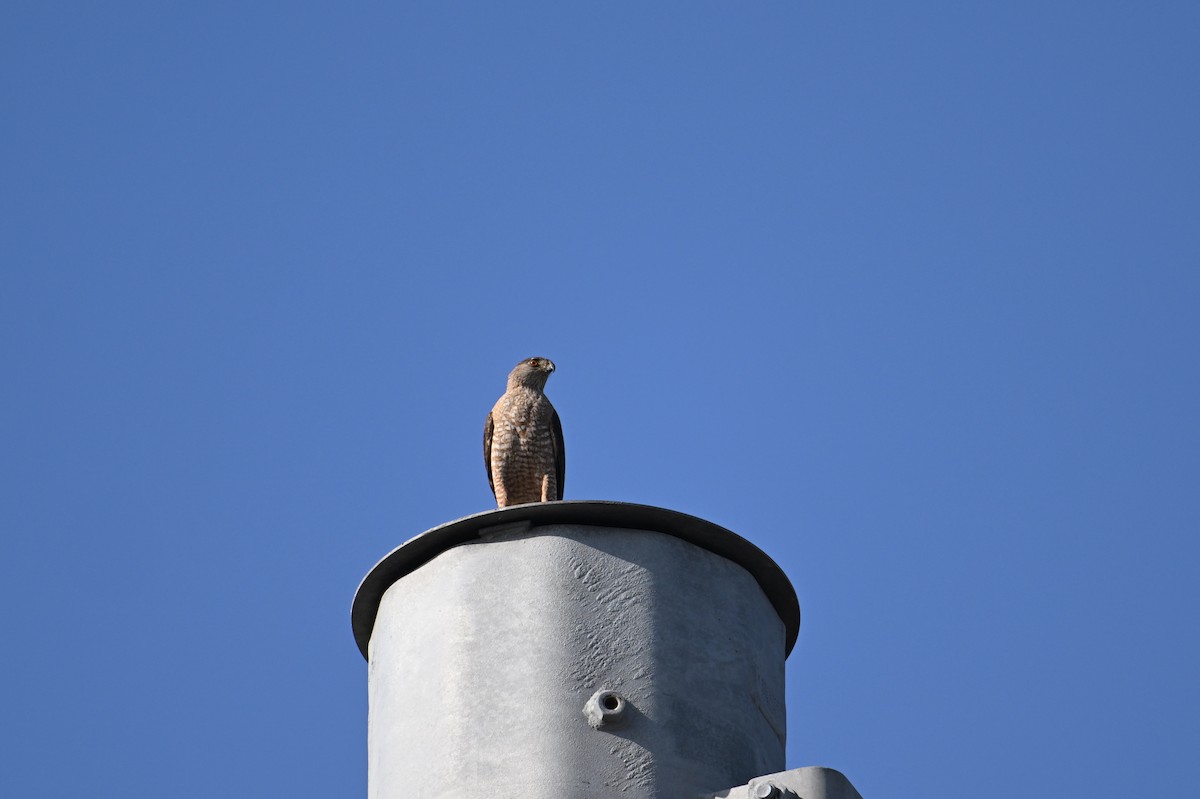 Cooper's Hawk - ML620761421