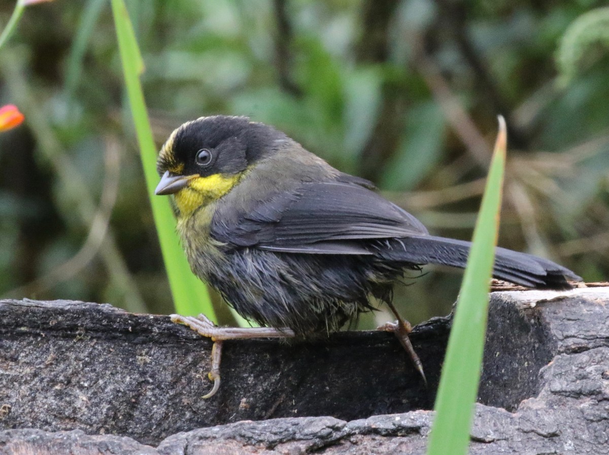 Pale-naped Brushfinch - ML620761423