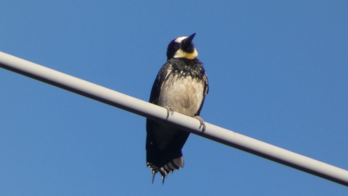 Acorn Woodpecker - ML620761429