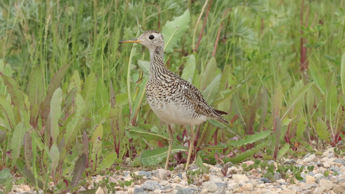 Upland Sandpiper - ML620761432