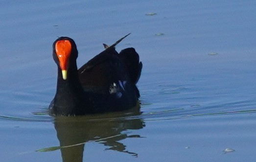 Common Gallinule - John McCallister