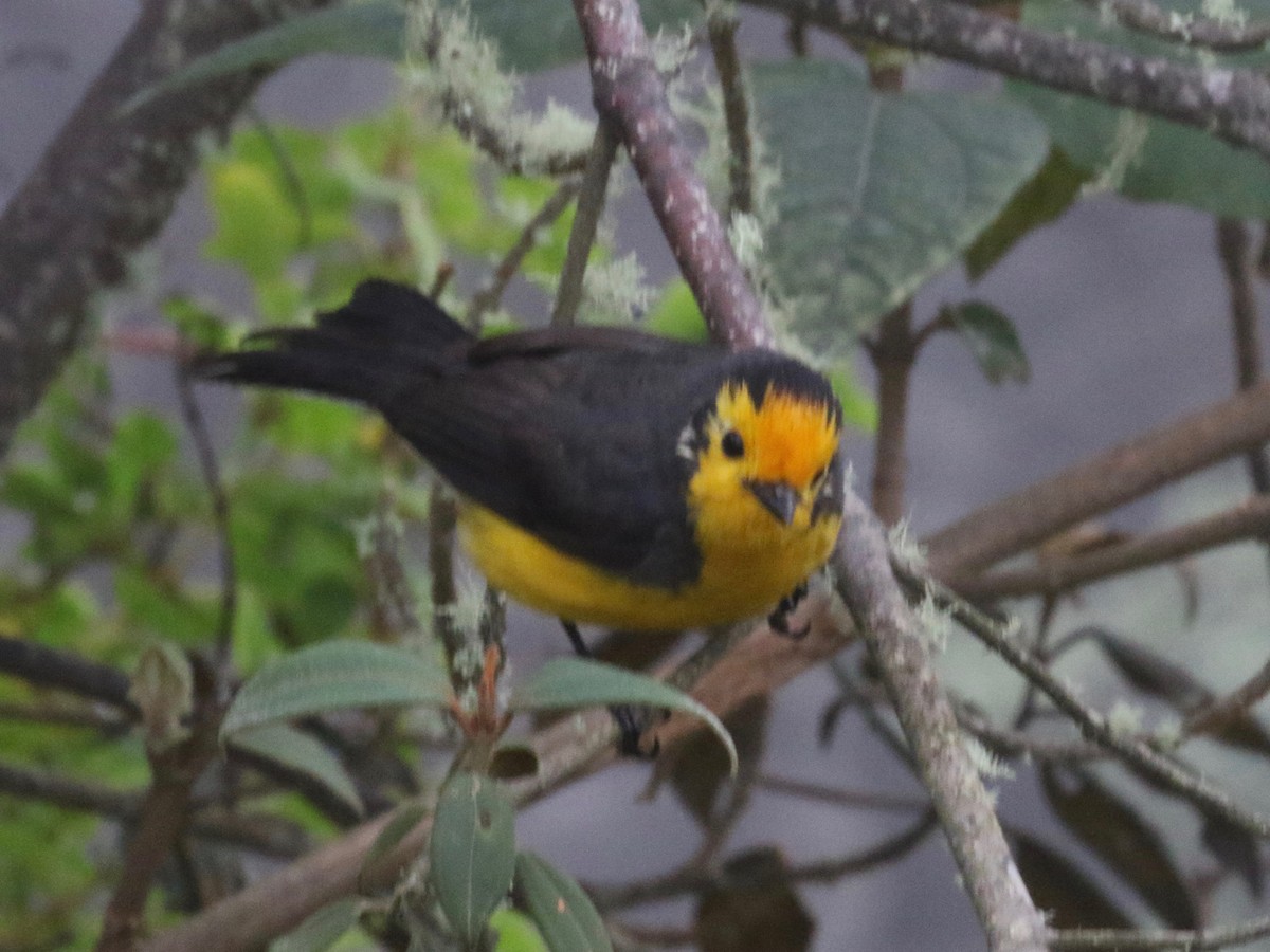 Golden-fronted Redstart (Golden-fronted) - ML620761437