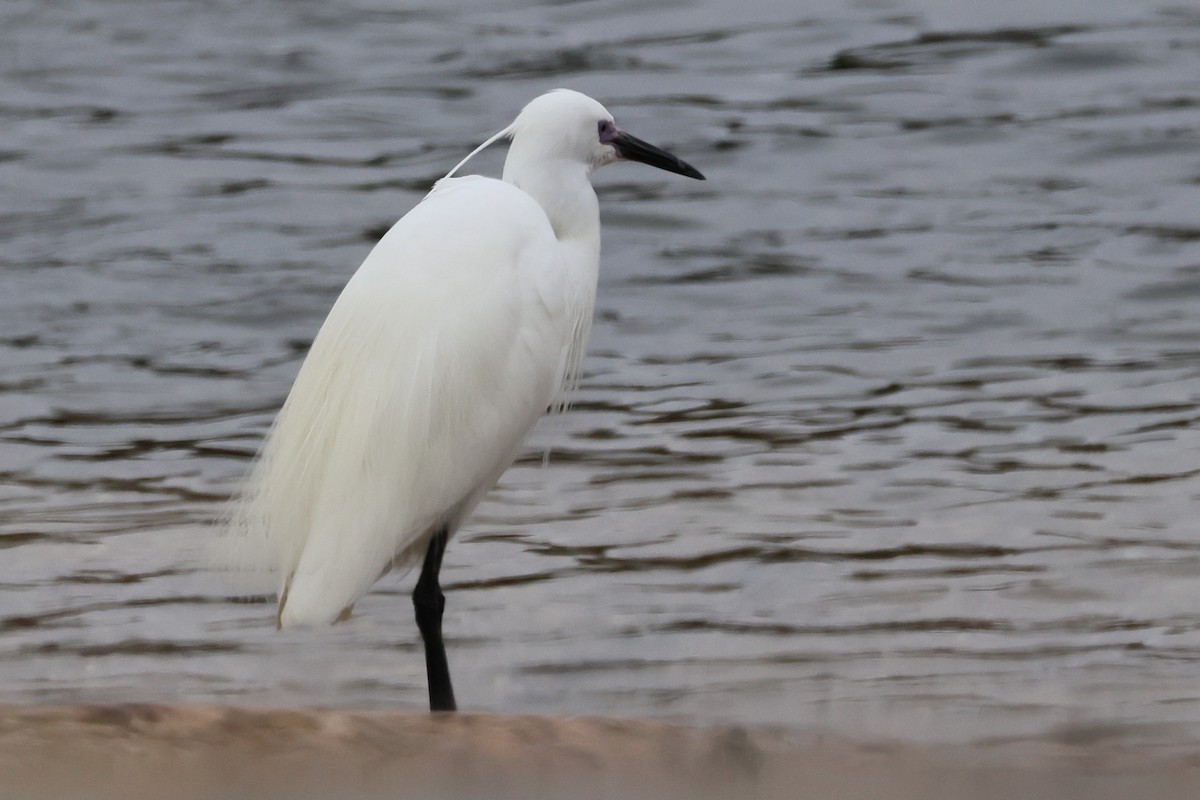 Little Egret - ML620761438