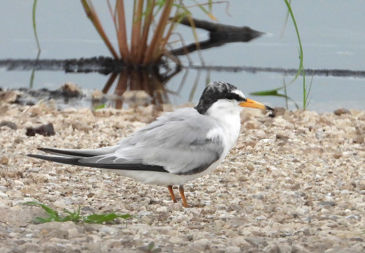 Least Tern - ML620761444