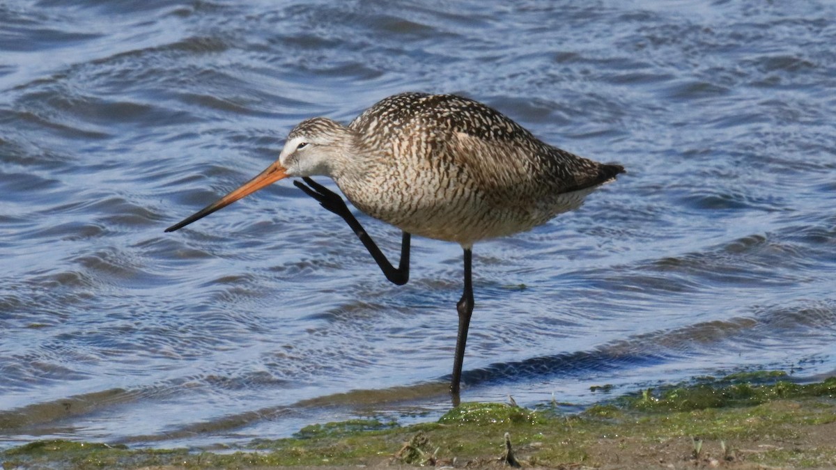 Marbled Godwit - ML620761445