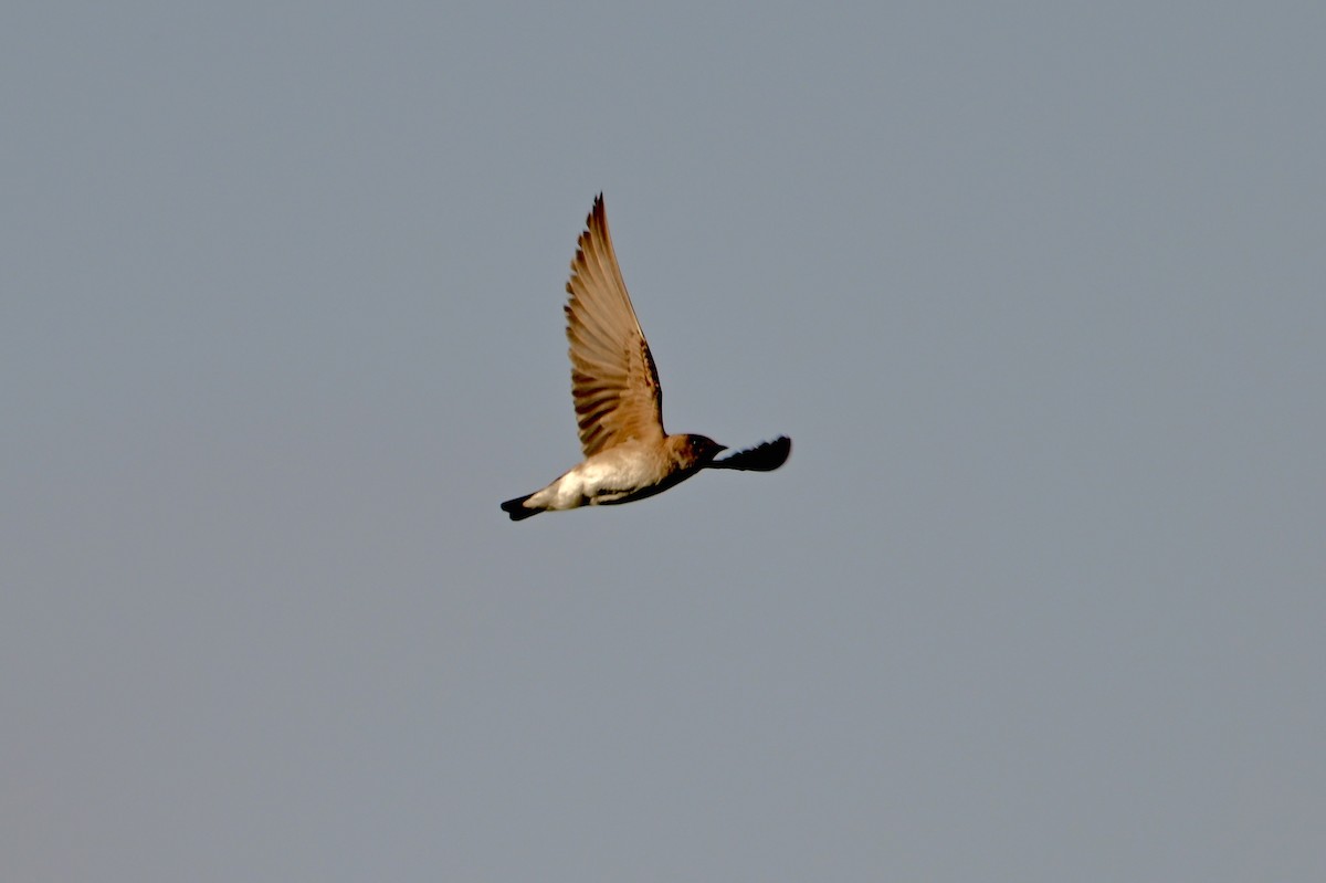 Northern Rough-winged Swallow - ML620761446