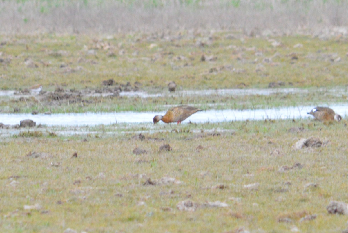 Brazilian Teal - Jose Navarro