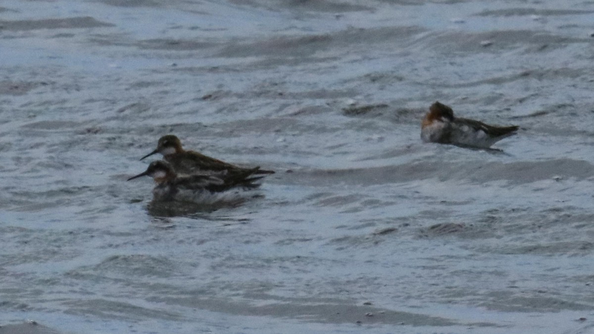 Red-necked Phalarope - Bruce Johnson