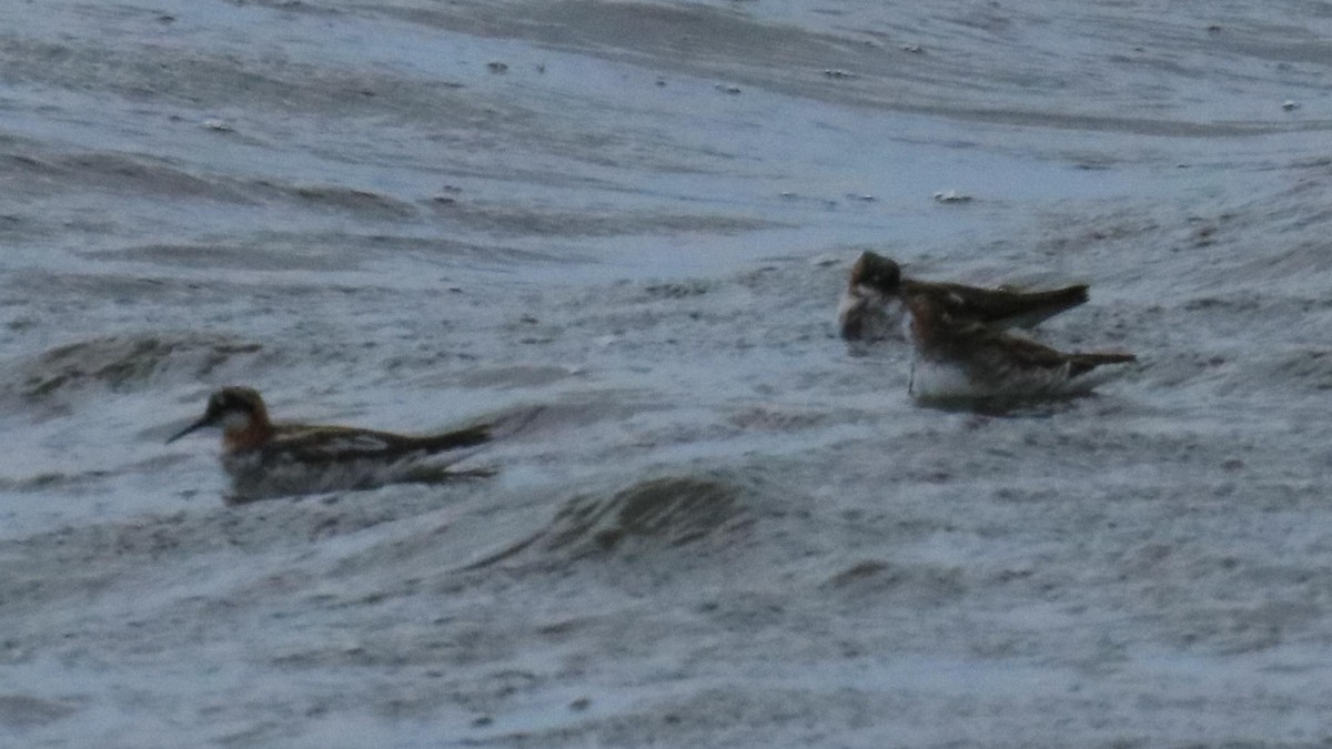 Red-necked Phalarope - ML620761454