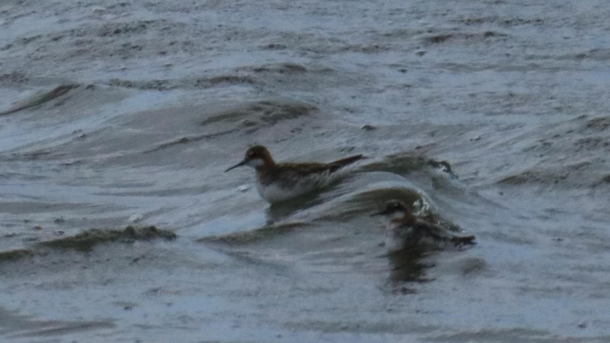 Phalarope à bec étroit - ML620761455