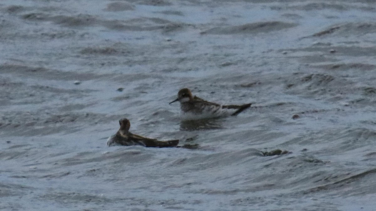 Phalarope à bec étroit - ML620761456