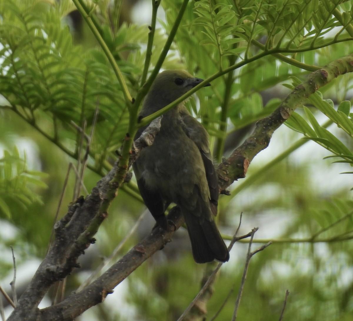 Palm Tanager - ML620761457