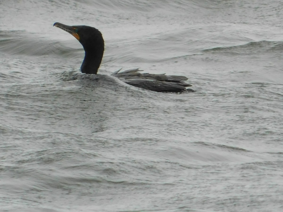 Cormorán Orejudo - ML620761461