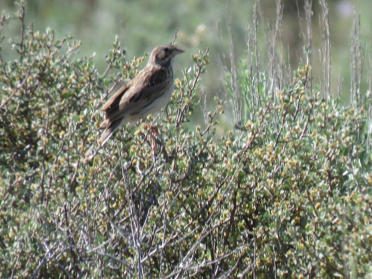 Vesper Sparrow - ML620761463