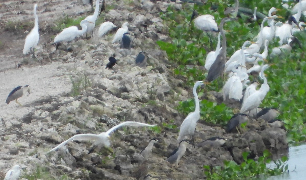 Black-crowned Night Heron - ML620761464