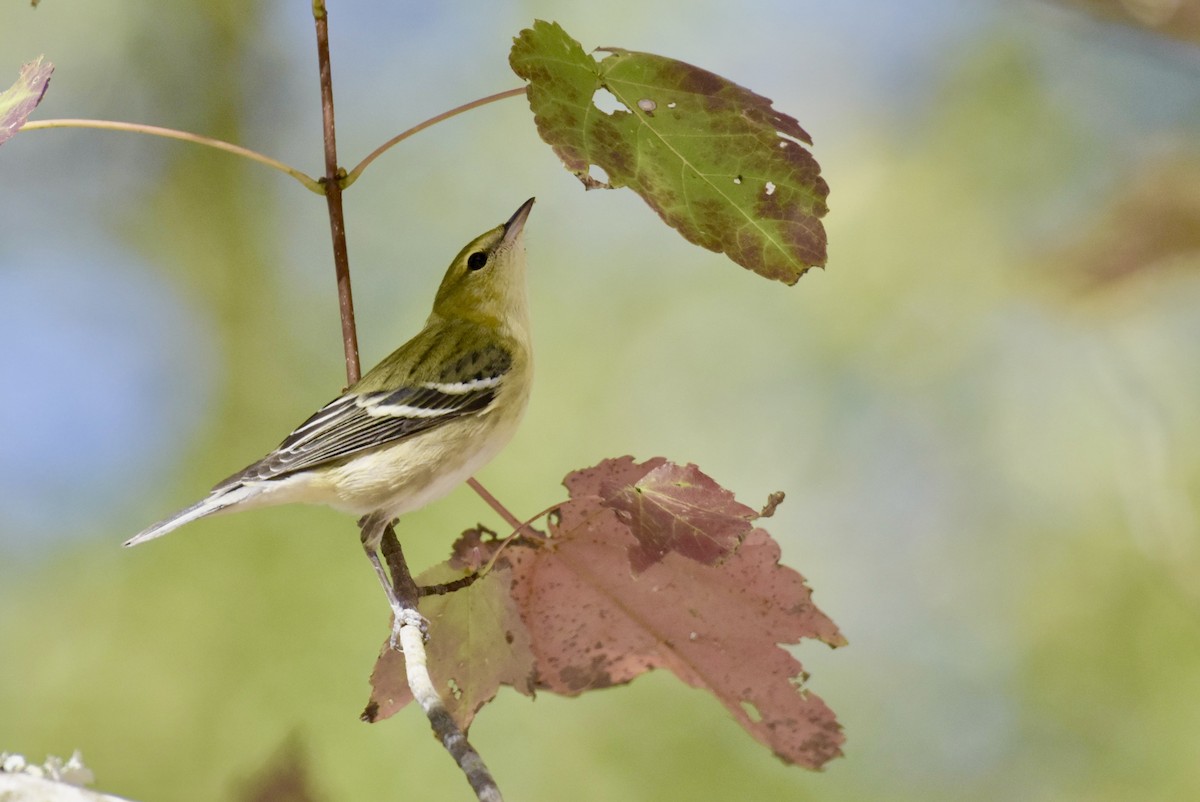 Bay-breasted Warbler - ML620761465