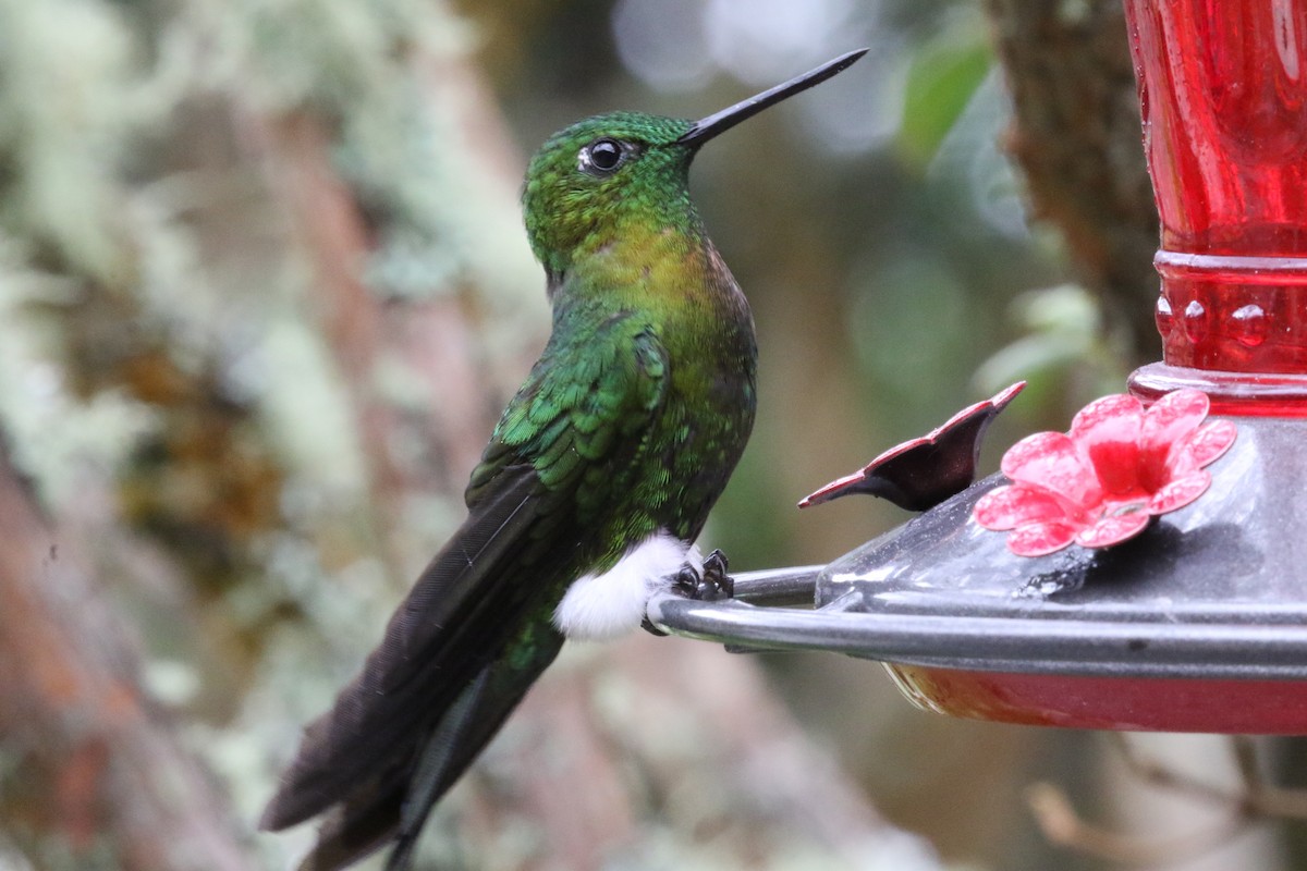 Golden-breasted Puffleg - Dan Waggoner