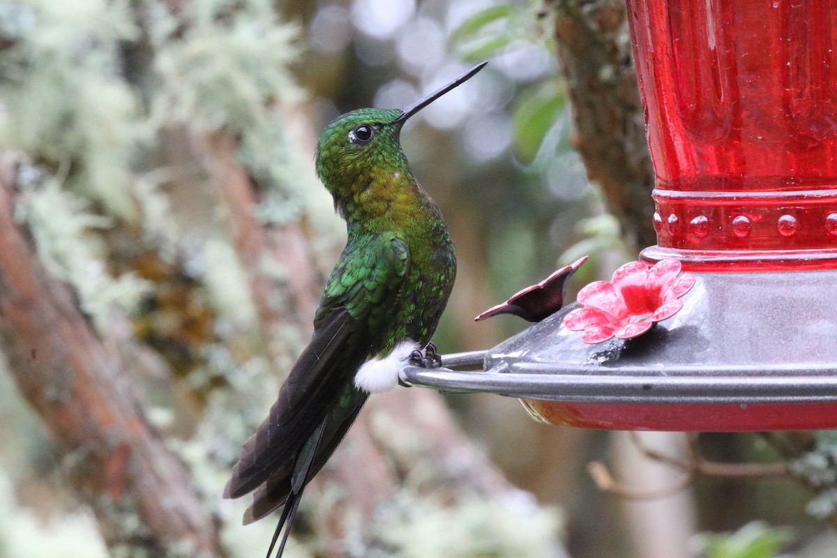 Golden-breasted Puffleg - Dan Waggoner