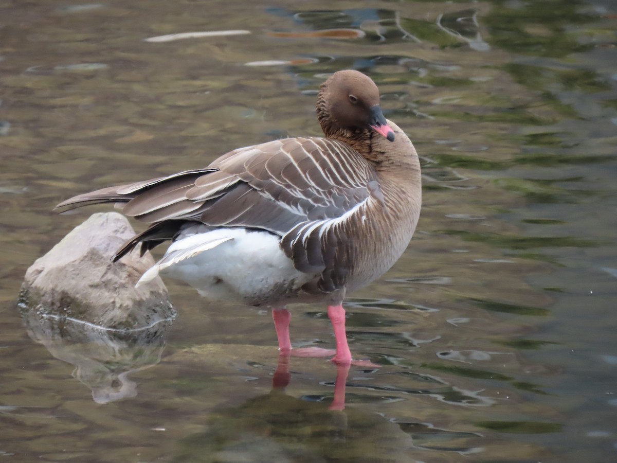 Pink-footed Goose - ML620761478