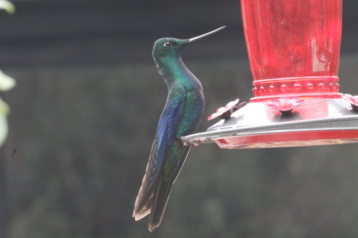 Colibrí Aliazul - ML620761479