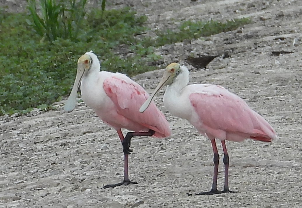 Roseate Spoonbill - ML620761480