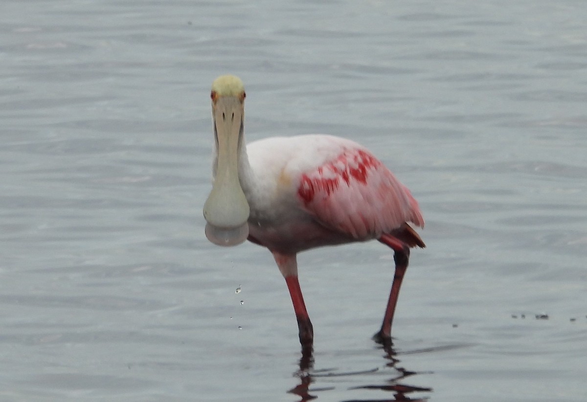 Roseate Spoonbill - ML620761481