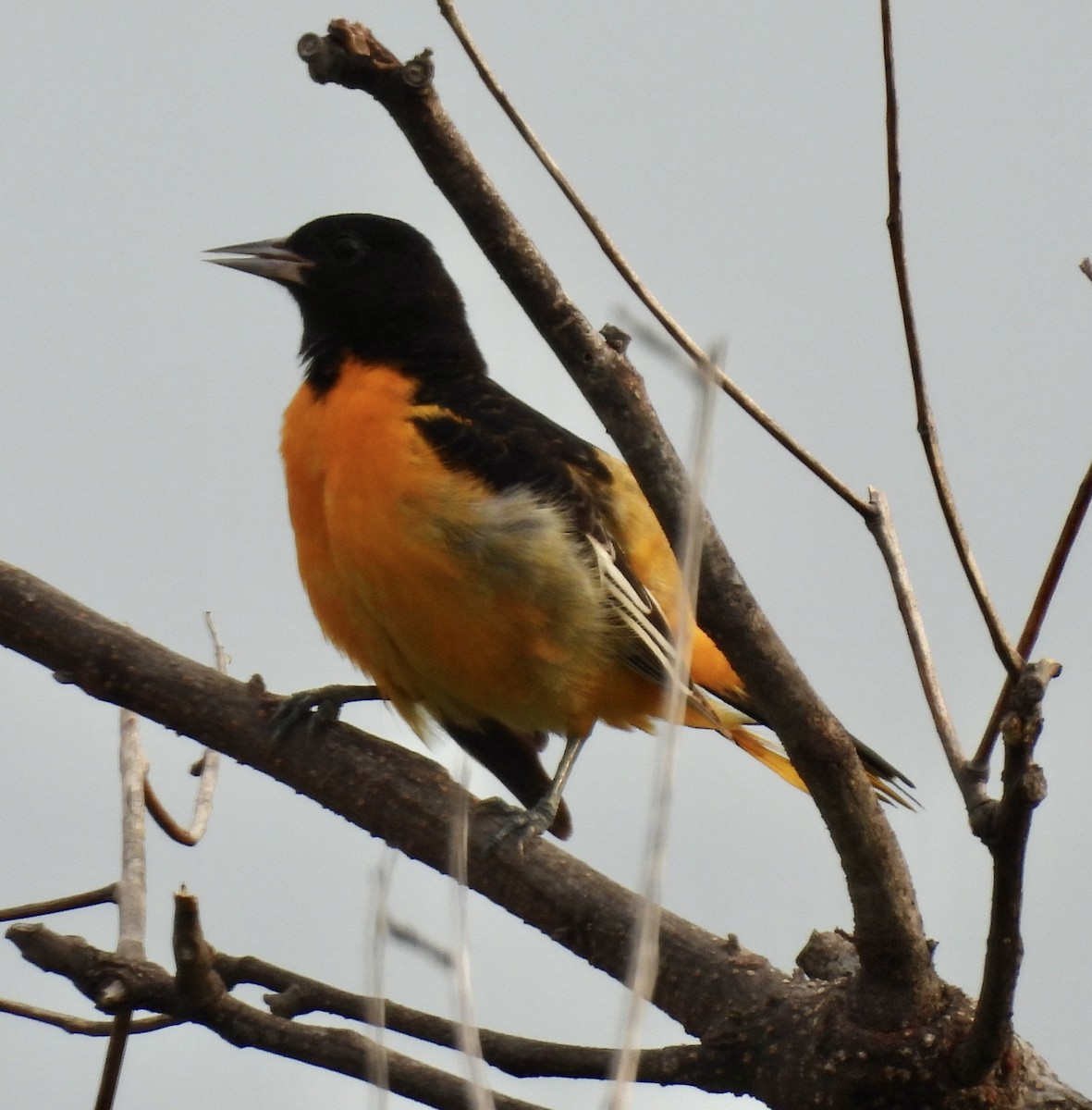 Baltimore Oriole - ML620761483