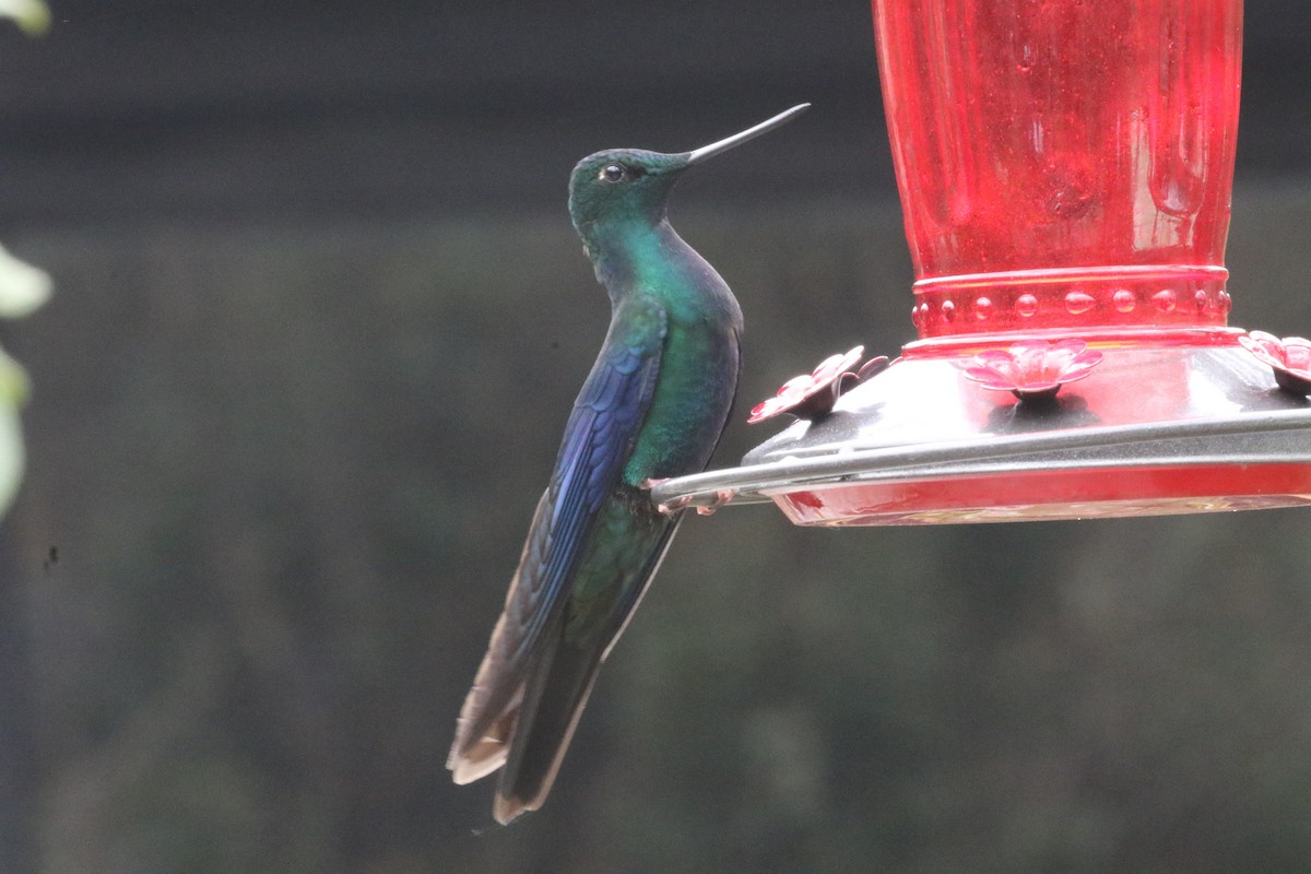 Colibrí Aliazul - ML620761484