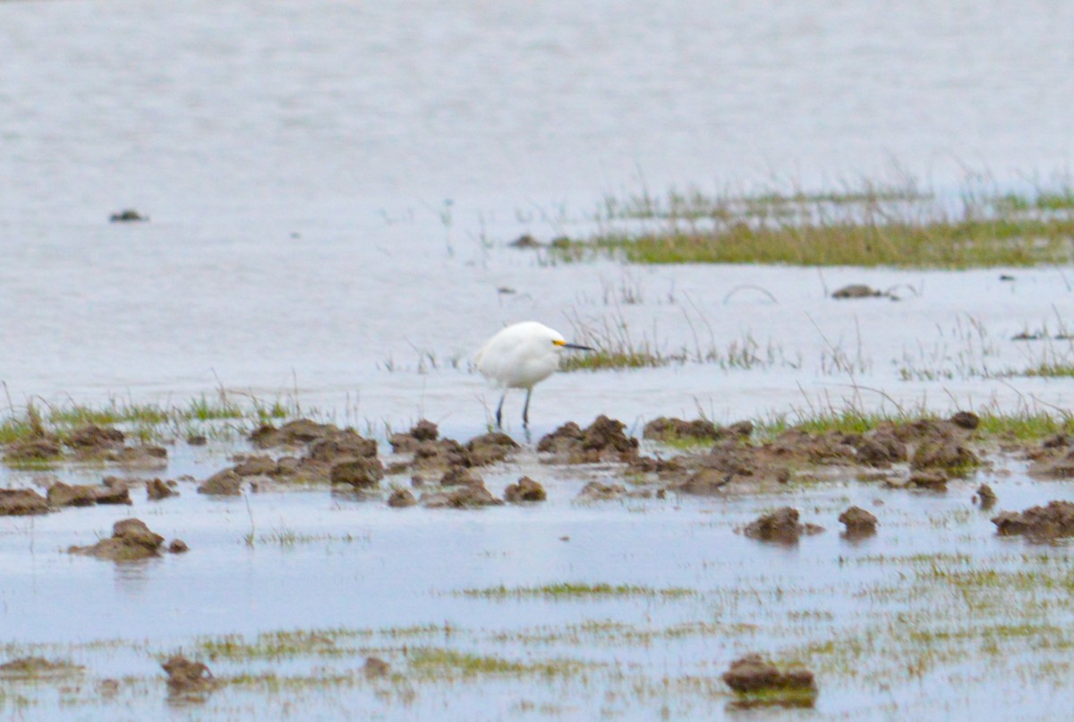 Snowy Egret - ML620761488