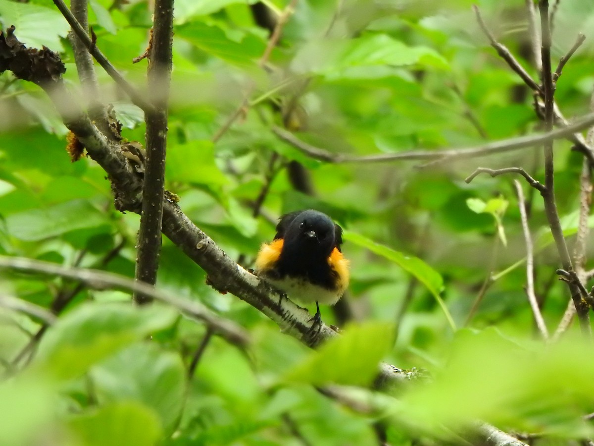 American Redstart - ML620761490