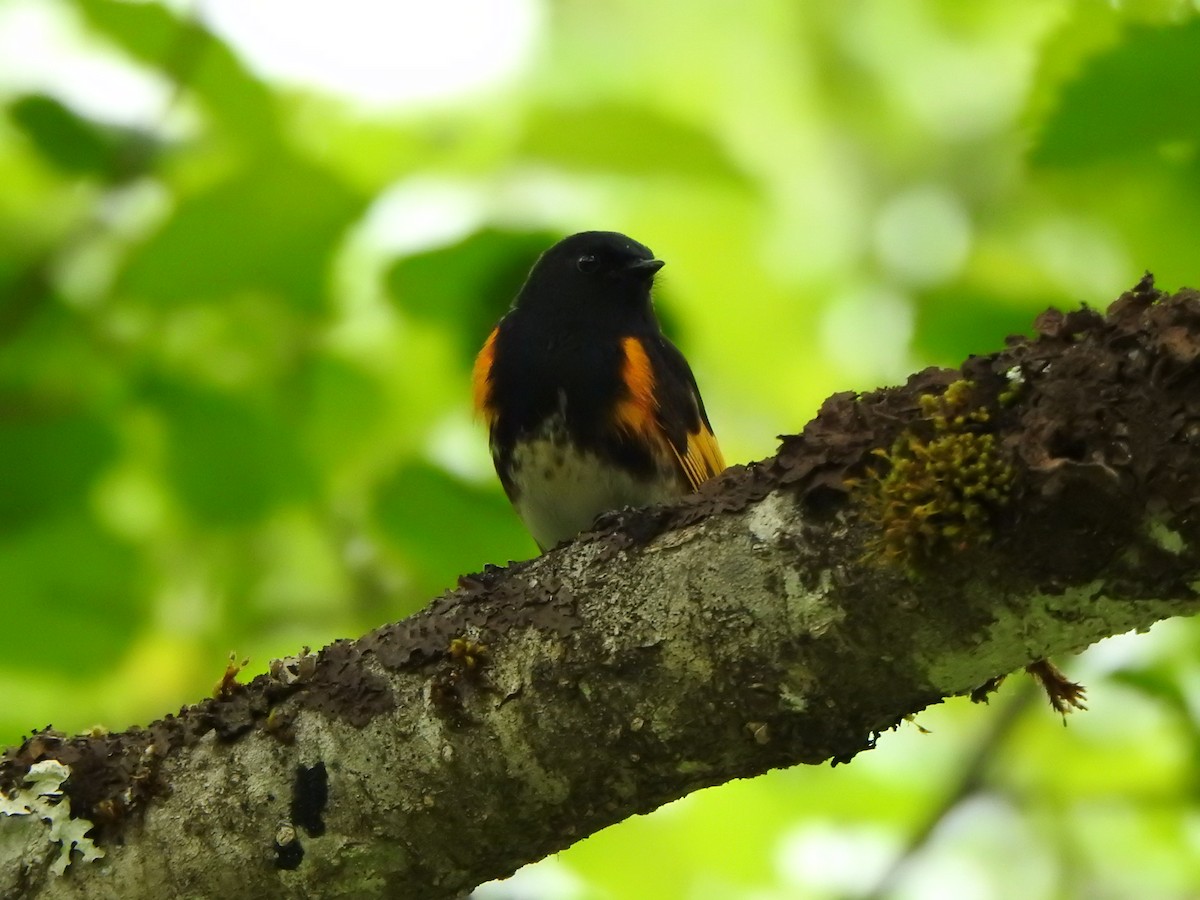 American Redstart - ML620761491