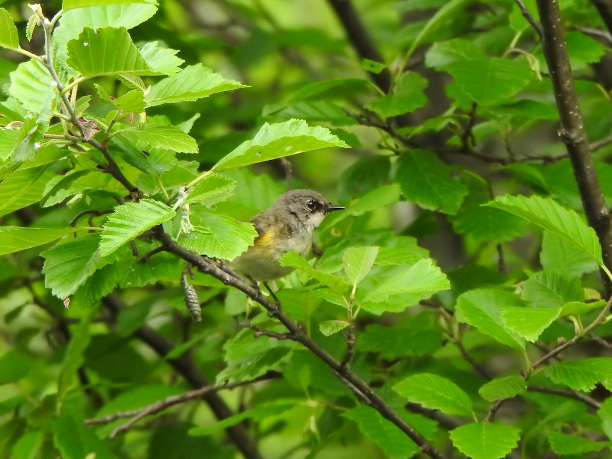 American Redstart - ML620761493