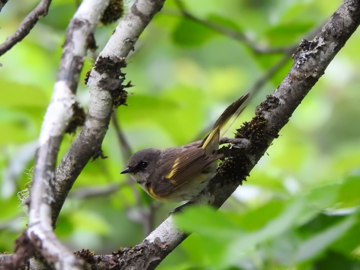 American Redstart - ML620761494