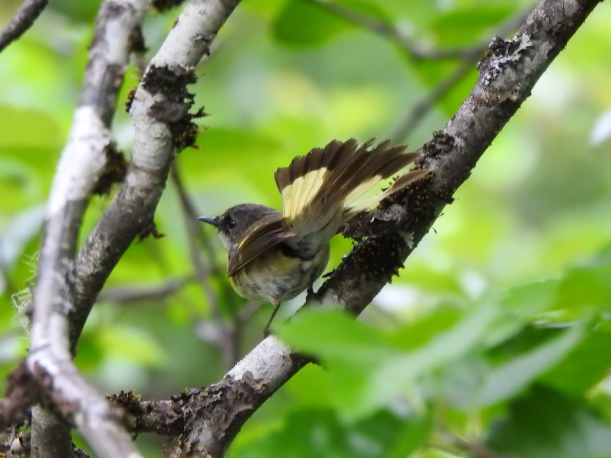 American Redstart - ML620761495