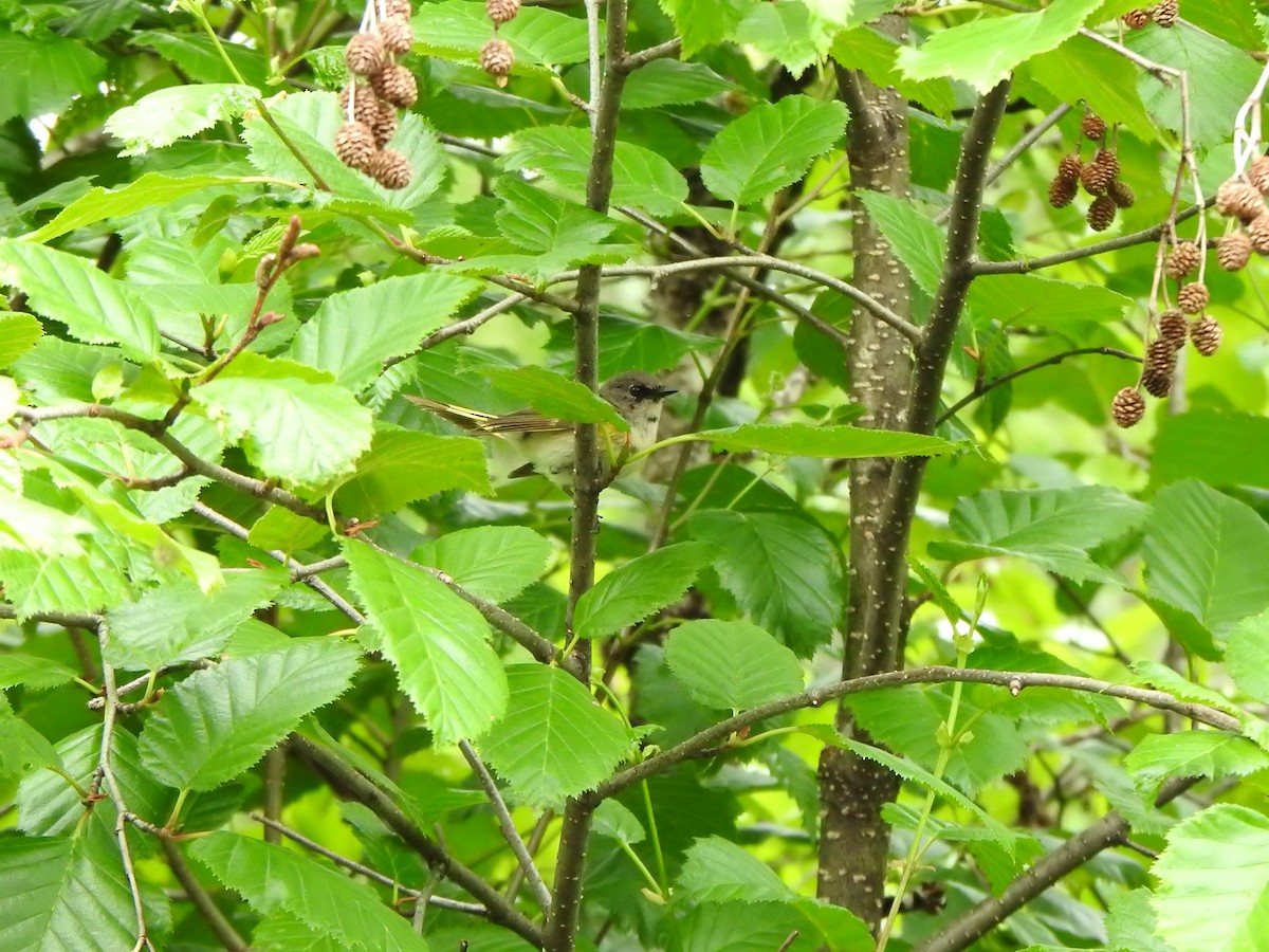 American Redstart - Bev Agler