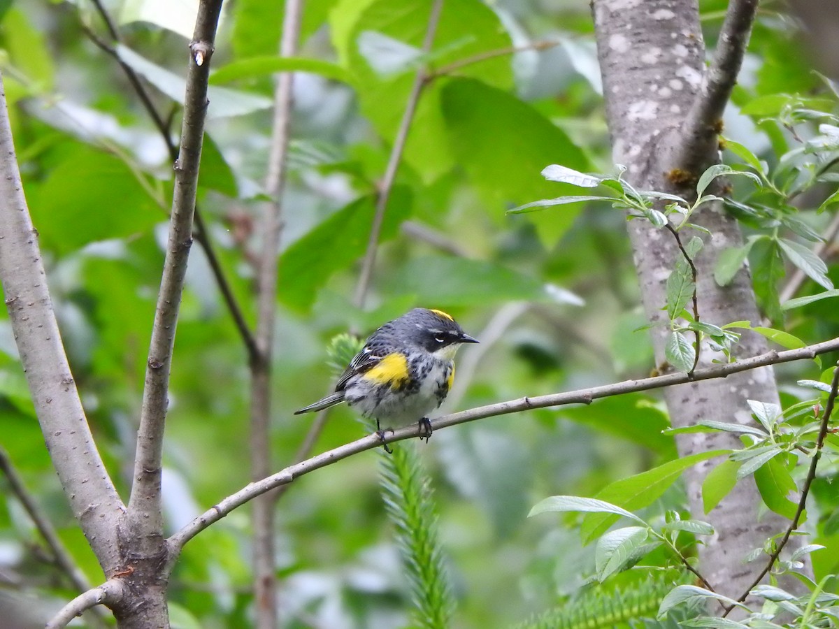 Yellow-rumped Warbler - ML620761502