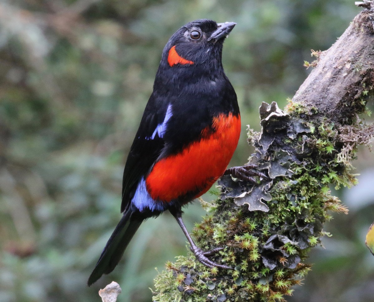 Scarlet-bellied Mountain Tanager (Scarlet-bellied) - ML620761505