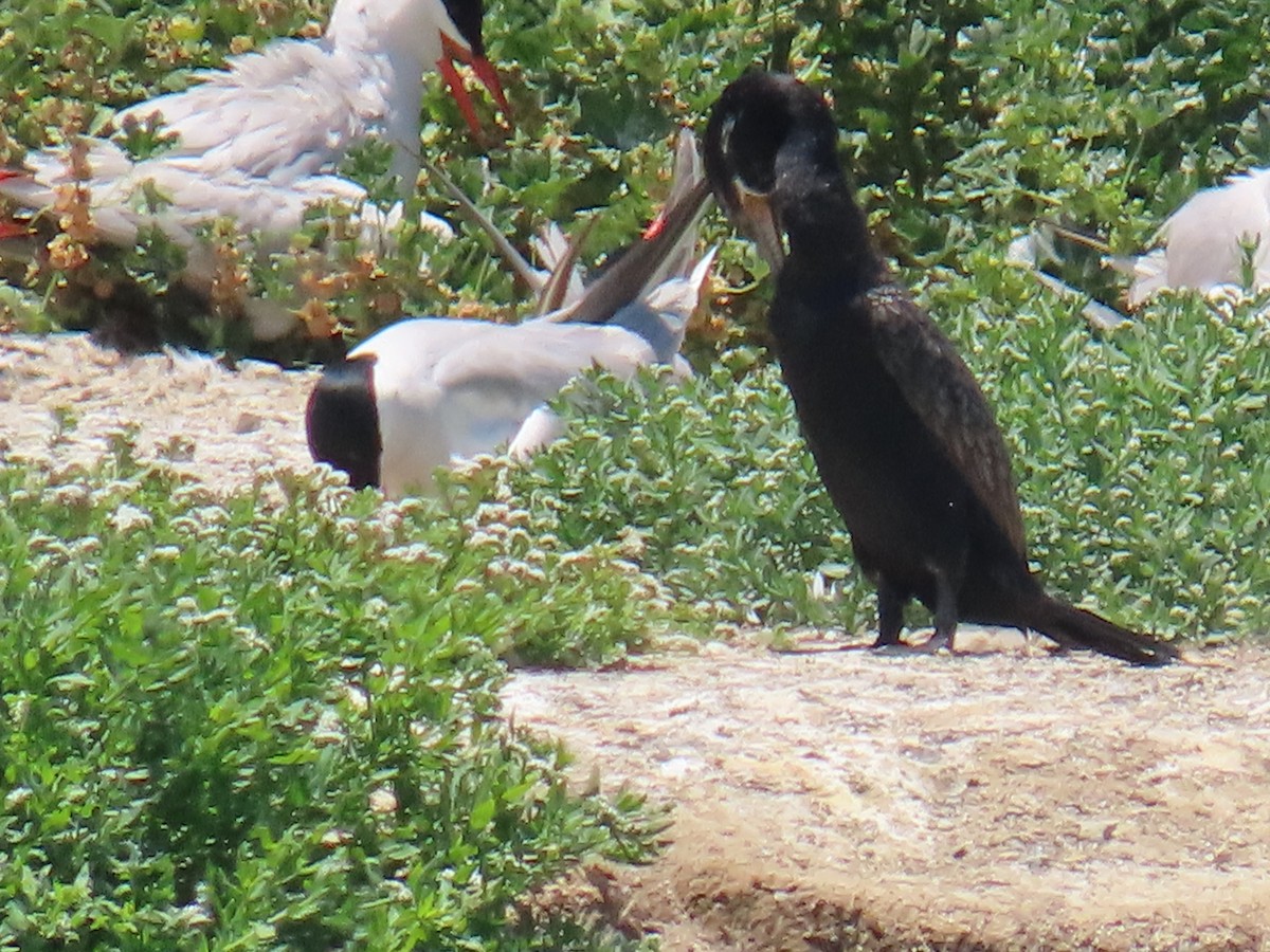 Neotropic Cormorant - ML620761507