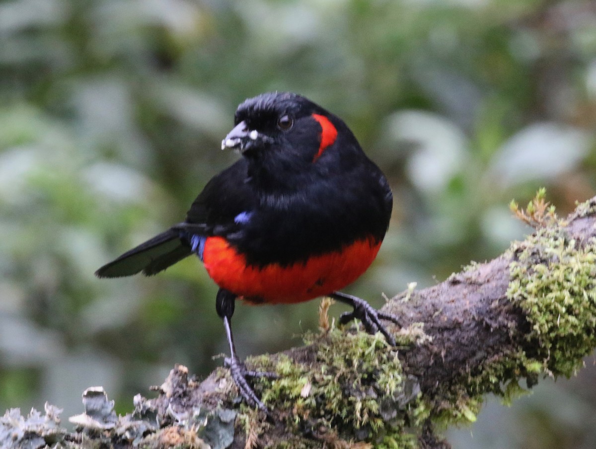 Scarlet-bellied Mountain Tanager (Scarlet-bellied) - ML620761508