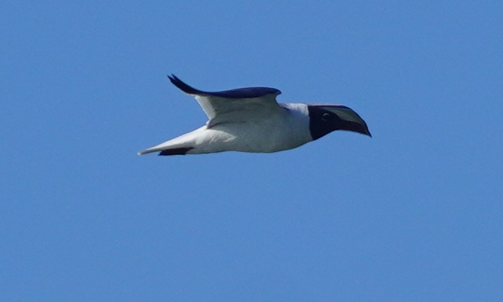 Laughing Gull - ML620761510