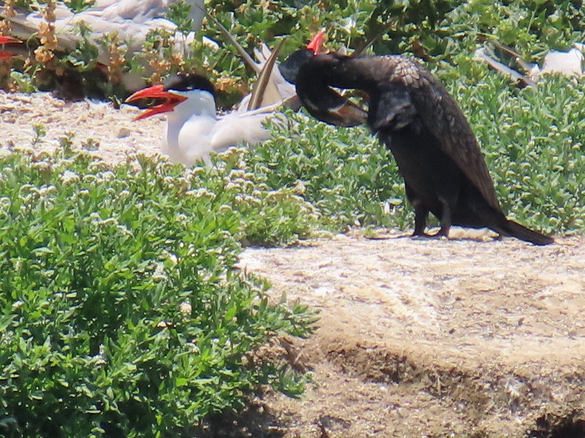 Neotropic Cormorant - ML620761513