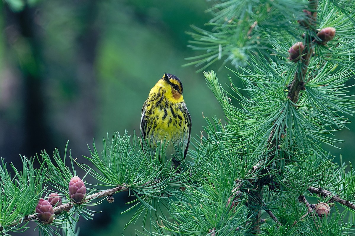 Cape May Warbler - ML620761523